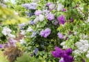 SLOWA KLUCZOWE: KORNIK ARBORETUM lilak syringa pion vertical