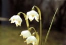 SNIEZYCA WIOSENNA LEUCOJUM VERNUM ROSLINA CEBULOWA ZE SNIEGIEM W NAZWIE WIOSNA