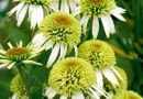 Jeżówka purpurowa - Echinacea purpurea 'Alba'