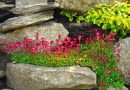 Skalnica Arendsa 'Blutenteppich'. Rośliny na skalniaki