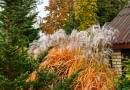 Miscanthus sinensis 'Memory'