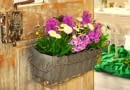 Hiacynty i stokrotki to dobrze uzupełniająca się para. Gdy pierwsze przekwitną, te drugie zdobią pojemnik kilka tygodni.