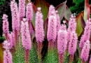 Liatra kłosowa, Liatris spicata