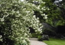 01A94X1F - Philadelphus Lemoinei