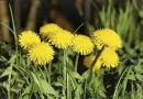 MNISZEK LEKARSKI TARAXACUM OFFICINALE CHWAST ROSLINA UZYTKOWA FOT. LILIANNA SOKOLOWSKA SLAJD MALY PUBLIKACJA KWIETNIK NR 7 (127) - 7.2005 SLOWA KLUCZOWE: ROSLINY KWIATY ZDJĘCIE DO WKŁADKI: PUBLIKACJA KWIETNIK NR 7 (127) - CZASOPISMA