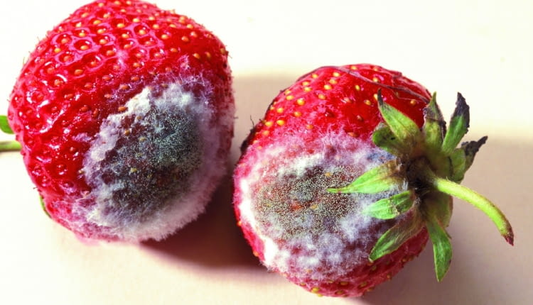 W przypadku truskawek pleśń rozwija się błyskawicznie. Wyraźnie widać plamy pokryte pylącym nalotem.