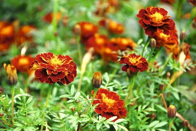 Aksamitka (Tagetes)