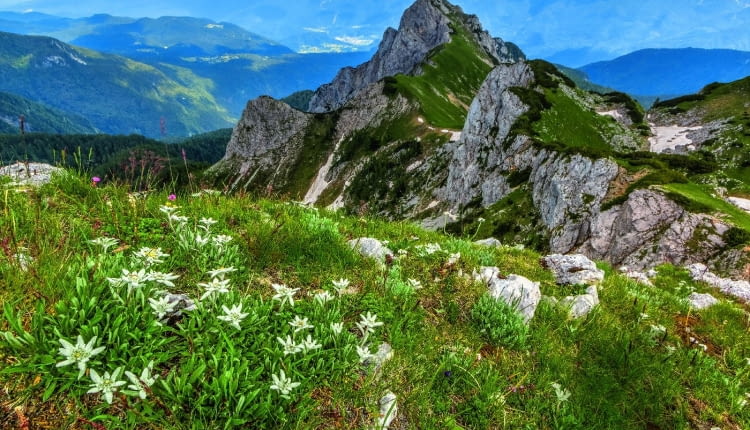 W naturze szarotka rośnie wśród wapiennych skał, tworząc szerokie kępy, takie jak ta na zdjęciu zrobionym w Alpach Julijskich na terenie Słowenii.