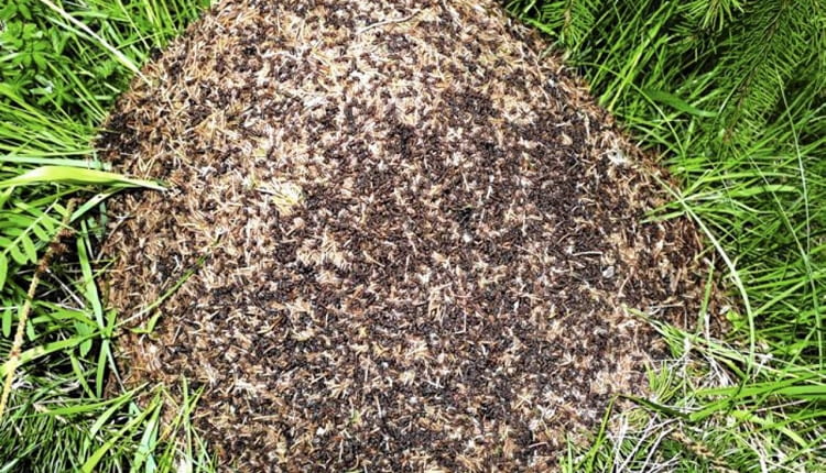 MRÓWKI przeszkadzają roślinom w specyficzny sposób - obsypują je ziemią, budując kopczyki. Mogą też podkopać roślinę i narazić ją na wyschnięcie