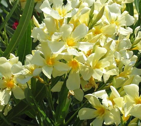 22.06.2003 WLOCHY GENUA KRZEWY LISCIASTE KWIATY OZDOBNE ROSLINY DONICZKOWE OLEANDER KWIATY ODMIANY