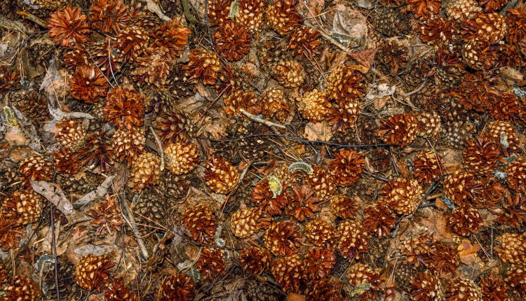 Ściółka z szyszek