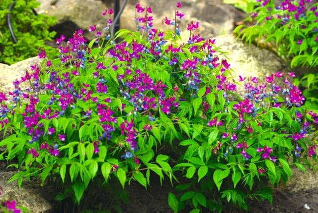 Groszek wiosenny to doskonała roślina do cienistych zakątków. Nie wymaga wiele opieki.