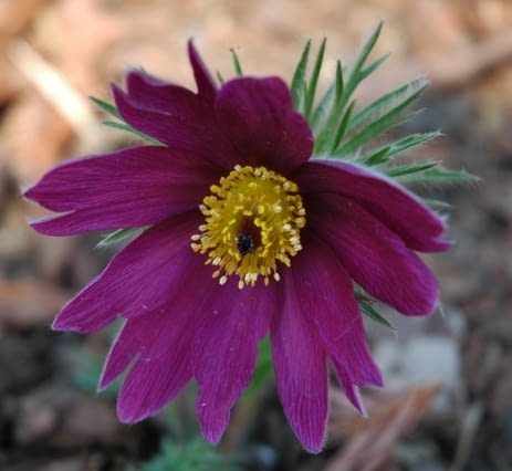 Sasanka zwyczajna (Pulsatilla vulgaris)