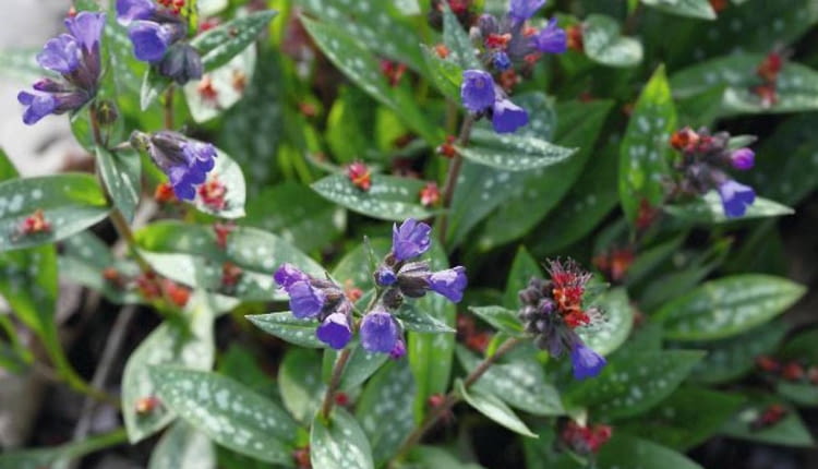 Miodunka plamista (Pulmonaria officinalis)