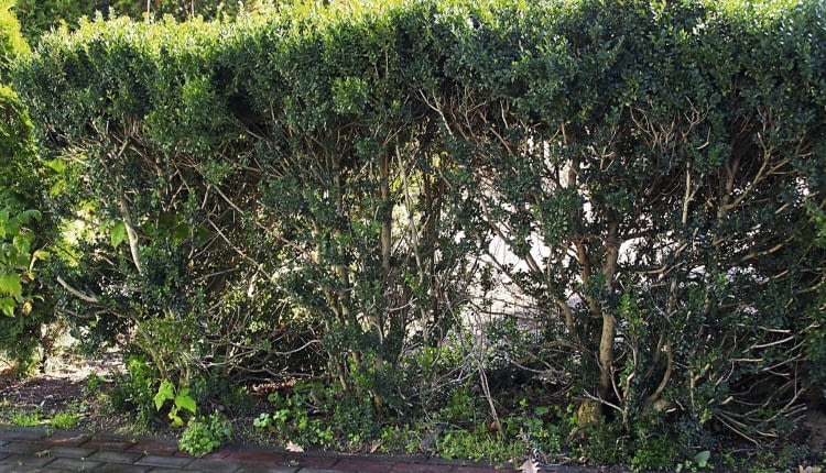 Szpaler z bukszpanów ma ok. 1,5 m wysokości, ale krzewy są słabo rozgałęzione