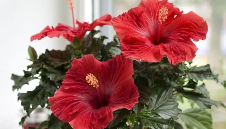 Hibiskus róża chińska 'Volcano' z serii Hibiscia
