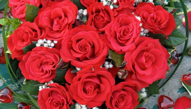 Róża 'Grande Amore Kordes'