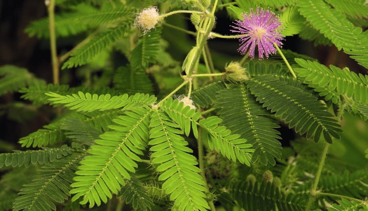 Na granicy listków i ogonka liściowego widać zgrubienia - to miejsca odpowiedzialne za ruchy nastyczne