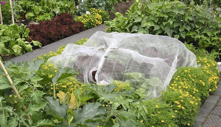 OGROD , OCHRONNY TUNEL Z AGROWLOKNINY DLA ROSLIN FOT. MALGORZATA DYRSKA PUBLIKACJA OGRODY NUMER SPECJALNY 1/2011 - 50 SPOSOBOW NA PIEKNY OGROD - 5 2011 SLOWA KLUCZOWE: OGROD ROSLINA OGRODNICTWO ZDJĘCIE DO WKŁADKI: PUBLIKACJA OGRODY NUMER SPECJALNY 1/2011 - 50 SPOSOBOW NA PIEKNY OGROD - CZASOPISMA