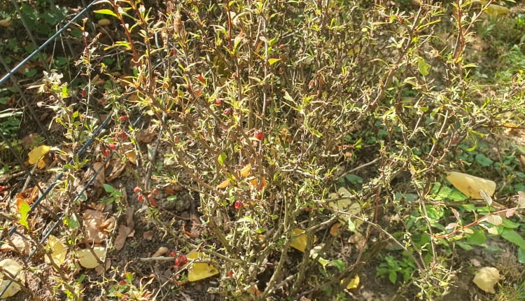 Berberys zaatakowany przez zwójkę berberysową