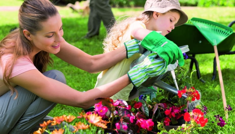 Rośliny balkonowe wymagają zasilania co 7-10 dni. Niedożywione słabo kwitną.