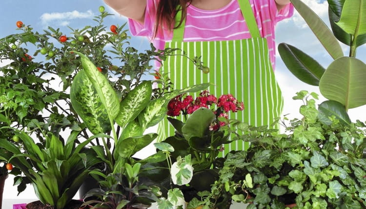 Duża ilość światła wiosną oraz nasza staranna opieka wkrótce poprawią kondycję roślin.