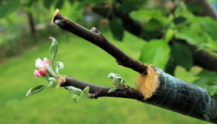Wczesnowiosenne szczepienie drzew