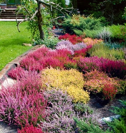 OGROD - WRZOSCE FOT. JERZY ROMANOWSKI PUBLIKACJA LADNY DOM NR 4 (66) - 4.2004