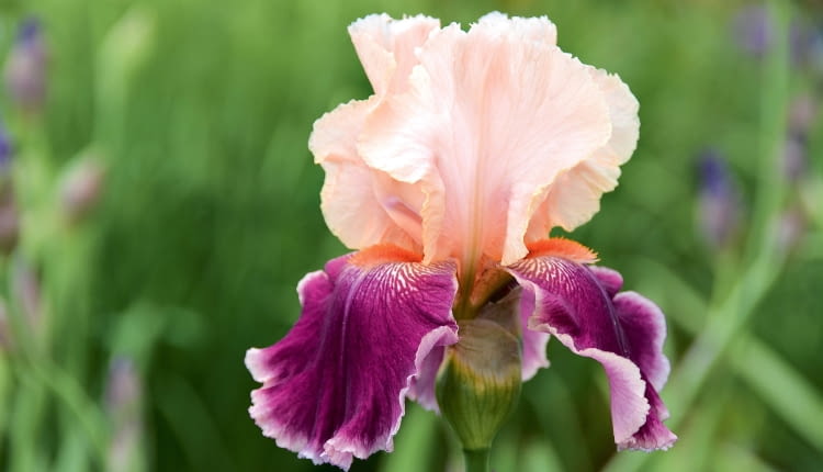 Irys (kosaciec) bródkowy swe wielkie kwiaty rozchyla w czerwcu.