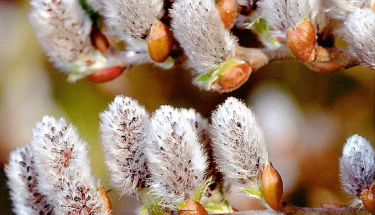 Wierzba szwajcarska (Salix helvetica) to krzew o metrowej średnicy. Szczepiony na pniu tworzy drzewka o kulistej koronie.