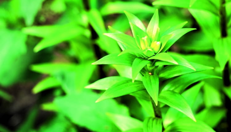 Stare okazy lilii (tu: lilia azjatycka) wydają obfite kwiatostany.