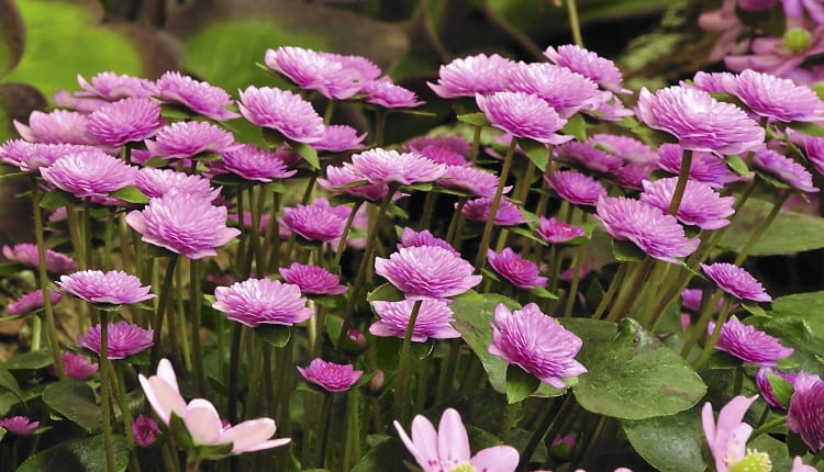 'Rosea plena' i 'Rosea'