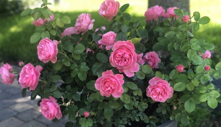 róża ‘Leonardo da Vinci’