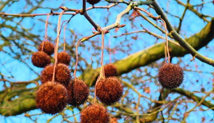 Zimujące na drzewie owoce platana są bardzo dekoracyjne, podobnie jak jego 'łaciata' kora.