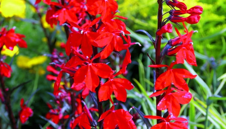 Lobelia cardinalis Bees Flame