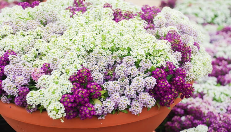Smagliczka nadmorka - Lobularia maritima