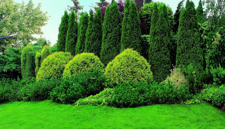 23.06.2007OGROD , ZYWOTNIK ZACHODNI ( TUJA SZMARAGD ) , KULISTY - ZYWOTNIK ZACHODNI GOLDEN GLOBE , KOSODRZEWINAFOT. LILIANNA SOKOLOWSKAPUBLIKACJA KWIETNIK NR 2 (182) - 2 2010