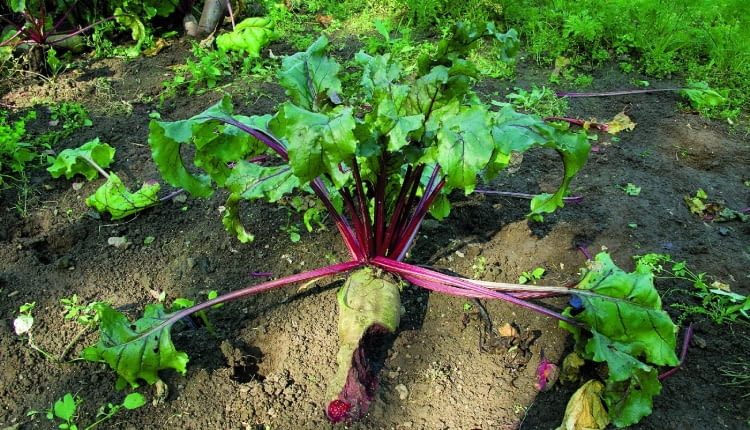 Burak zniszczony przez gryzonie.