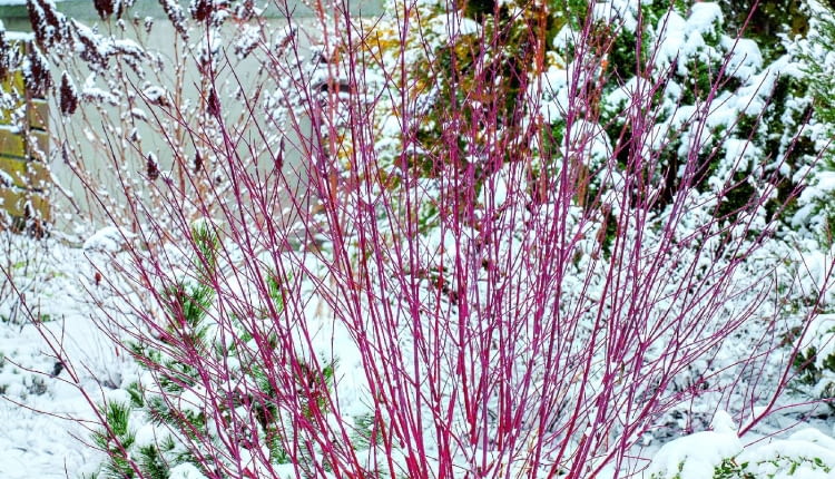 Uroda czerwonych gałązek derenia białego (Cornus alba) 'Sibirica' w krajobrazie zimowego ogrodu nie ma sobie równych.