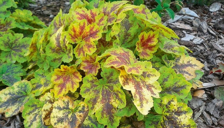 Żuraweczka Heucherella 'Solar Eclipse'