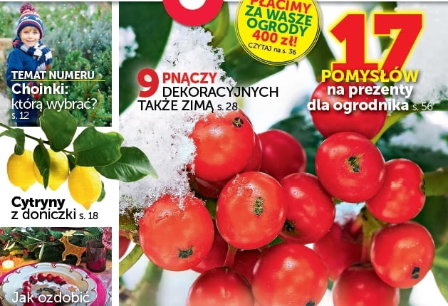 Magazyn Magnolia