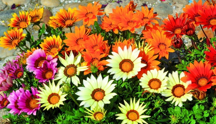 Gazania może przezimować w postaci rozet liściowych.