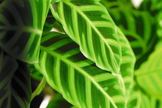 Kalatea paskowana (C. zebrina)