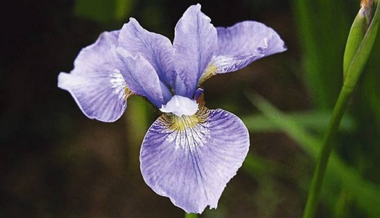 KOSACIEC SYBERYJSKI BEZBRODKOWY IRYS IRIS SIBIRICA ROSLINA WODNA KWIAT FIOLETOWO ZOLTY FOT. LECH KOMARNICKI PUBLIKACJA OGRODY NR SPECJALNY - WODA W OGRODZIE - 6.2003 SLOWA KLUCZOWE: ROSLINY ZDJĘCIE DO WKŁADKI: PUBLIKACJA OGRODY NR SPECJALNY - WODA W OGRODZIE - 6.2003 - CZASOPISMA