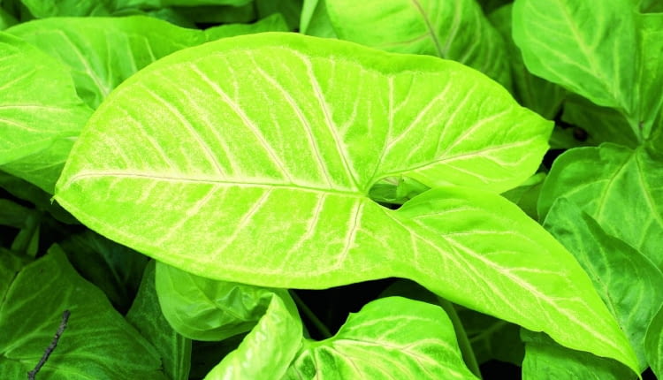 Syngonium 'White Butterfly' to wytrzymałe, bujne pnącze o złocisto-białych liściach.