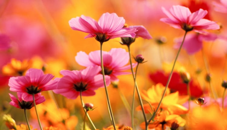 Najpiękniejsze kwiaty z ogrodów naszych babć