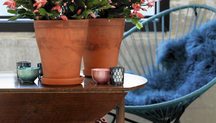 Szlumbergera - grudnik