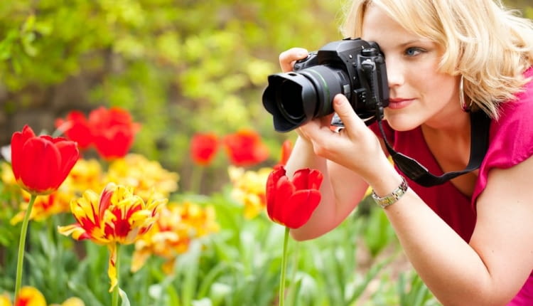tulipany, ogród, fotografowanie