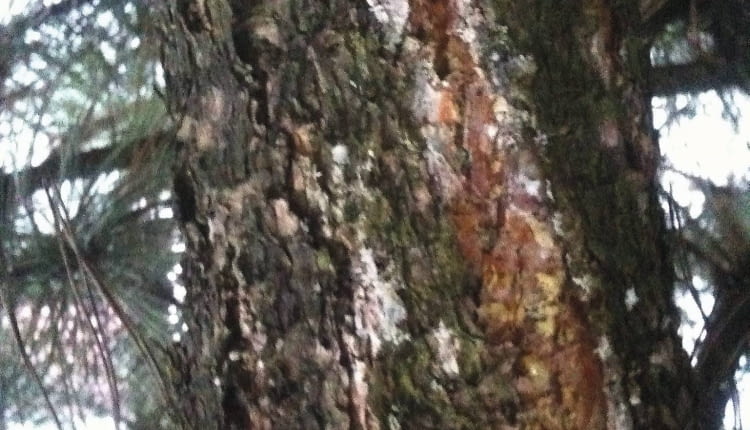 Zmiany chorobowe na pniu sosny.