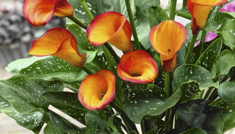 Zantedeschia Fire Dancer SLOWA KLUCZOWE: Calla Calla Lilie Calla-Lilie Feuer Kalla Knollenpflanze Patio Rhizomatous Topf T nzerin Zantedeschia Zantedeschie Zantedeschien Zwiebelgew chs eingetopft gelb knollig orange vertikal Hochformat